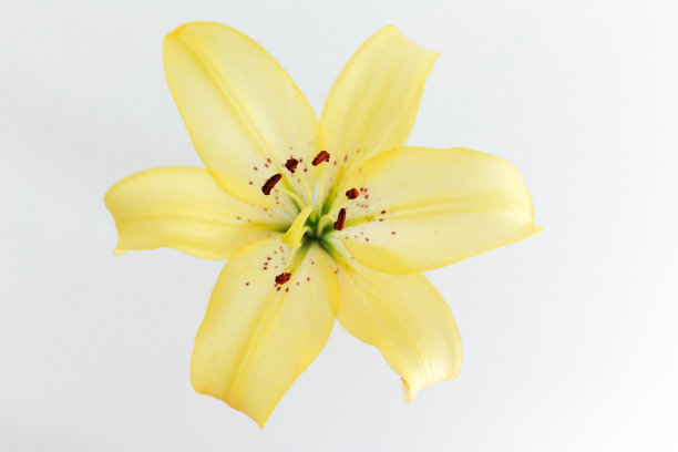 白色背景上的黄色百合花。特写镜头图片下载