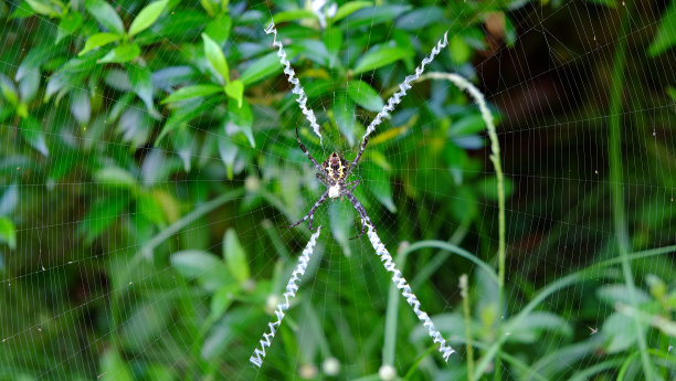 有独特蛛网形状的蜘蛛图片下载