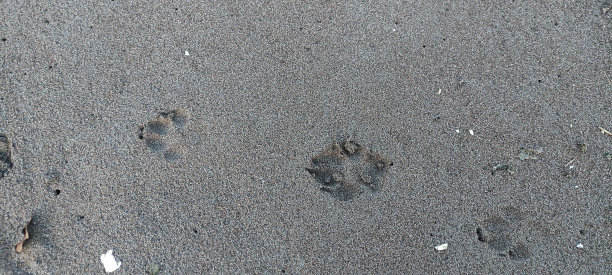 狗的爪子图片下载