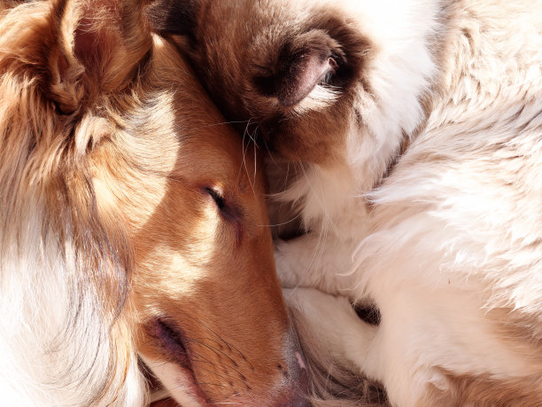 阳光明媚的下午，狗和猫头对着头睡在一起，粗牧羊犬和布娃娃猫在家里，和谐的宠物生活方式概念。图片下载