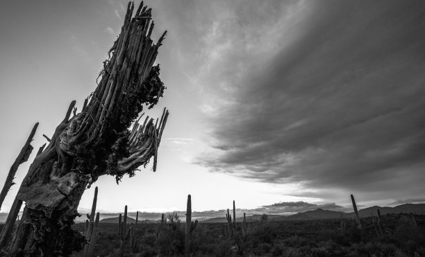 死仙人掌欢迎即将到来的云图片下载