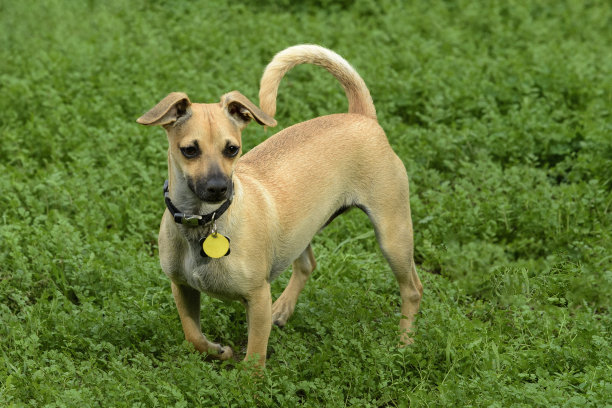 可爱的小棕色小狗在草地上玩耍的特写图片下载