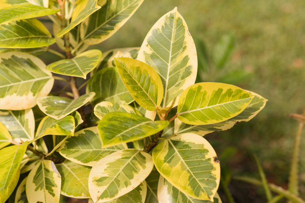 黄色和绿色的叶子在印度橡胶榕Altissima“黄金宝石”或“黄色宝石”杂色黄金橡胶植物在南佛罗里达图片下载