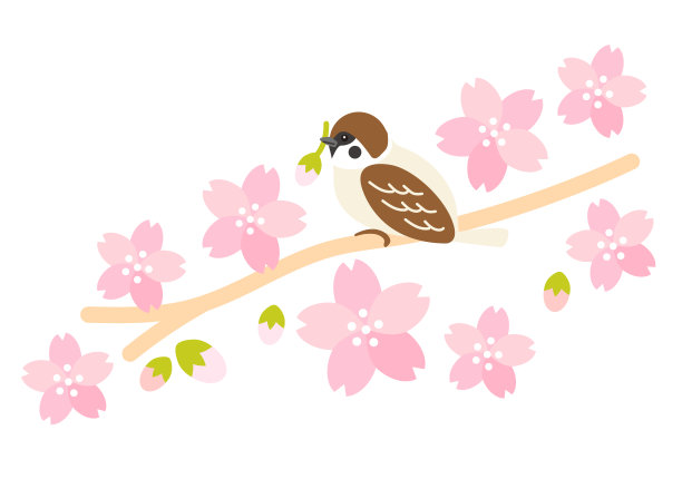 美丽的樱花设计。日本的传统。春天和夏天的传统。樱花背景。框架设计。鸟类宣布季节。赏樱的景色。图片下载