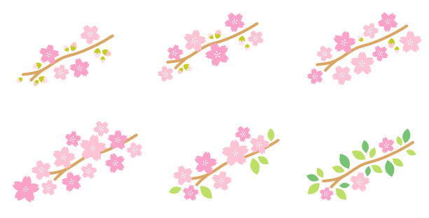 美丽的樱花设计。时间的流逝，从开始绽放到完全绽放。 日本的传统。春夏种植。樱花背景。樱花。图片下载