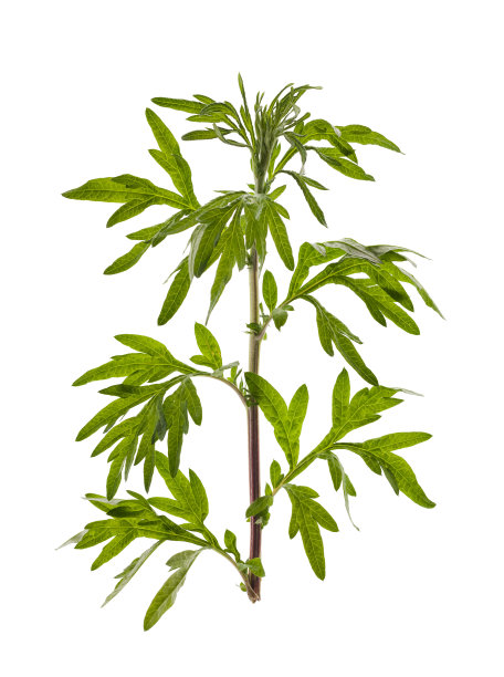 日本的一种艾草图片下载