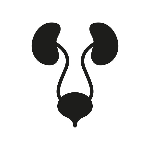 解剖学上健康的内部器官。人类泌尿系统剪影图标。泌尿科疾病图标。健康膀胱和肾脏象形文字。孤立矢量图图片下载