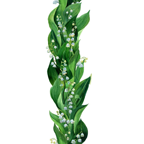 水彩画无缝垂直边界的铃兰，白色的花和叶孤立。【植物学】第一朵春天花的插图图片下载