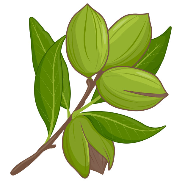 山核桃树枝上有坚果。矢量图图片下载