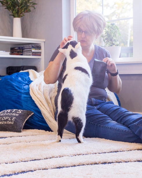 一名妇女正在用健康的食物喂一只无尾的马恩岛猫图片下载