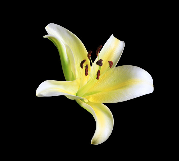 百合属植物的花图片下载