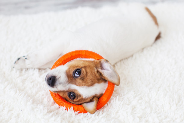 在家剪小狗图片下载