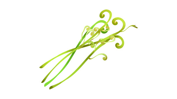 欧洲蕨图片下载