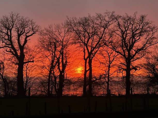 史诗般的红色日落在大树之间图片下载
