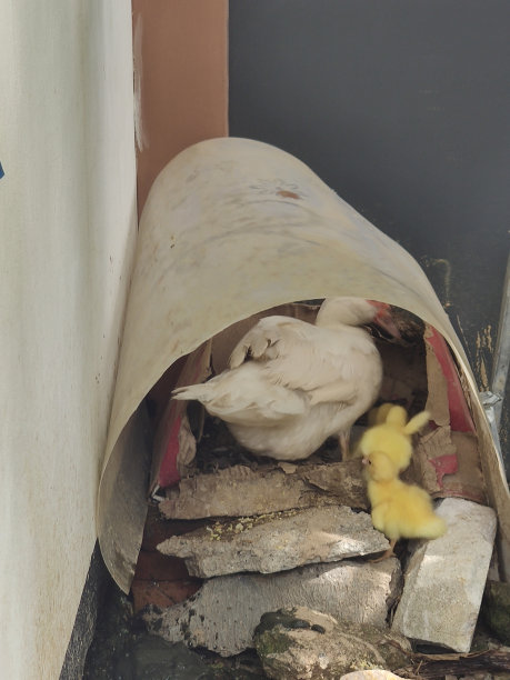 一只鸭妈妈坐在笼子里图片下载