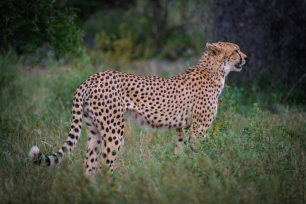 野生猎豹图片下载