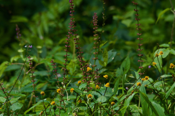 布什集团图片下载