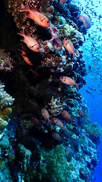 珊瑚礁中的 soldier 鱼水下照片图片下载
