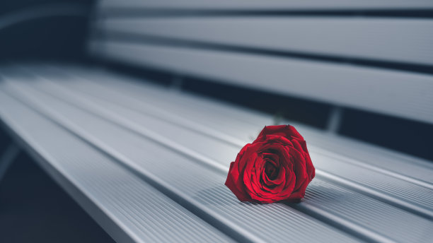 被遗弃的孤单概念：留在金属长凳上的红玫瑰图片下载