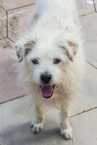 一只白狗的搞笑表情图片下载