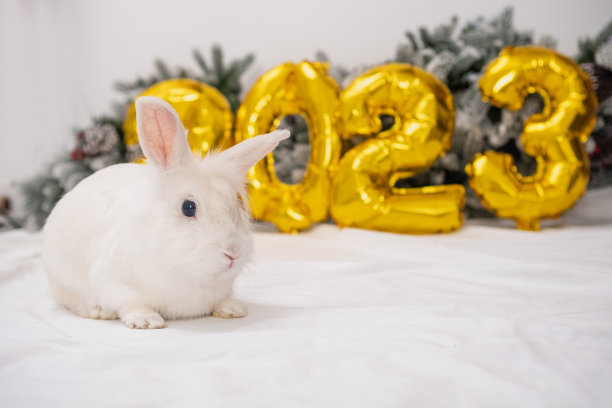 2023年的圣诞兔子。兔子和金箔气球数字2023和树枝圣诞树新年。有趣的兔子与一个有趣的发型在圣诞节日的白色背景图片下载