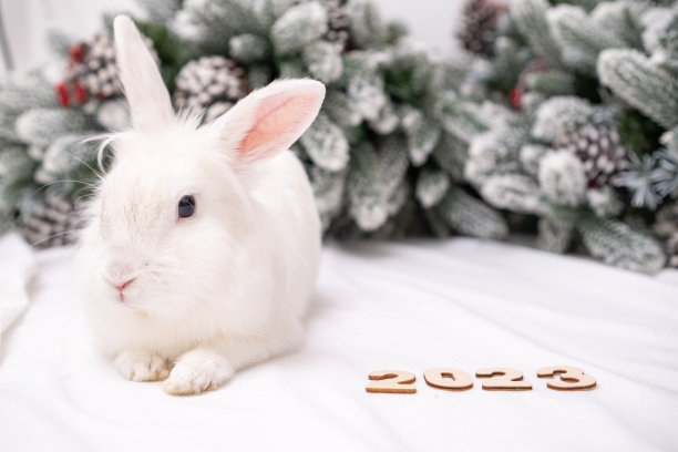 圣诞树下的圣诞兔子。白色可爱的兔子。2023年新年快乐。印有宠物的明信片。假日兔子图片下载
