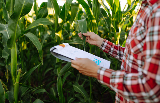 农民拿着平板站在玉米地里检查作物。图片下载