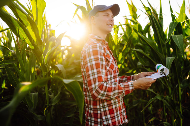 农民拿着平板站在玉米地里检查作物。图片下载