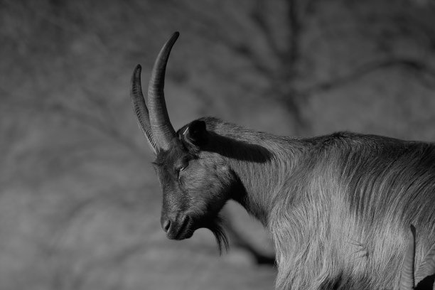 棕色山羊图片下载