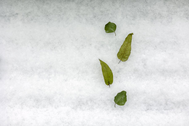 雪铺满了地面，绿叶铺满了雪地图片下载
