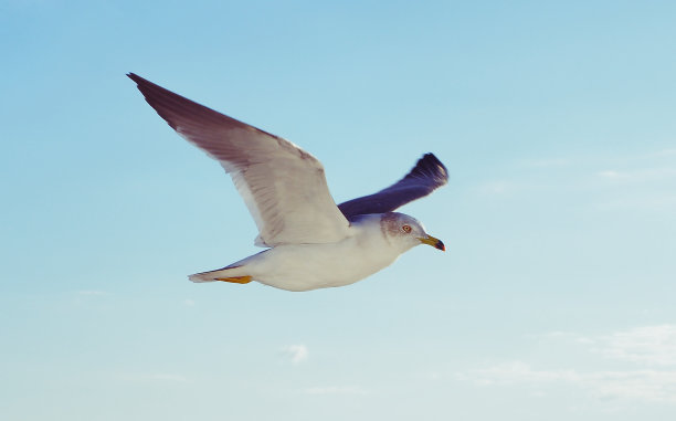 海鸥飞过海面图片下载