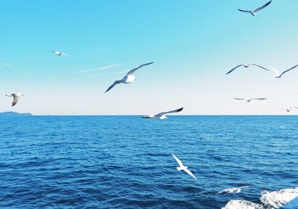 海鸥飞过海面图片下载