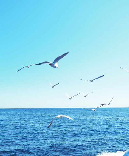 海鸥飞过海面图片下载