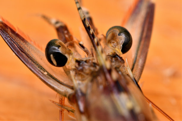 鲜虾头的特写照片。图片下载