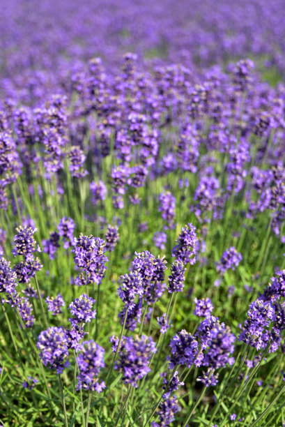 在日本，美丽的薰衣草盛开的惊人景色图片下载