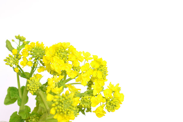 白色背景上孤立的油菜花。图片下载