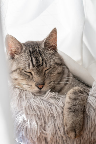 睡觉的猫图片下载