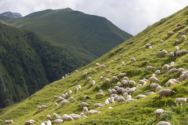 成群的羊在山坡上吃草。图片下载