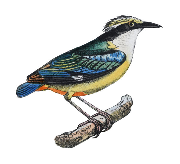 印度皮塔饼(皮塔)-白色背景上的老式彩色插图图片下载