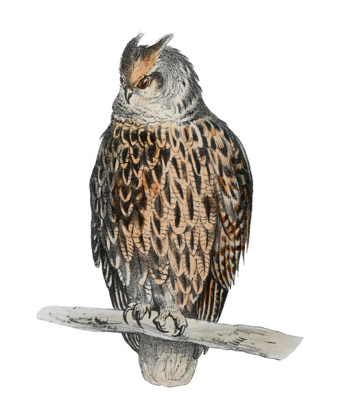 长耳猫头鹰(Asio otus) -老式彩色插图孤立的白色背景图片下载