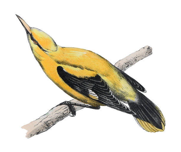 欧亚金黄鹂(Oriolus Oriolus) -在白色背景上孤立的老式彩色插图图片下载