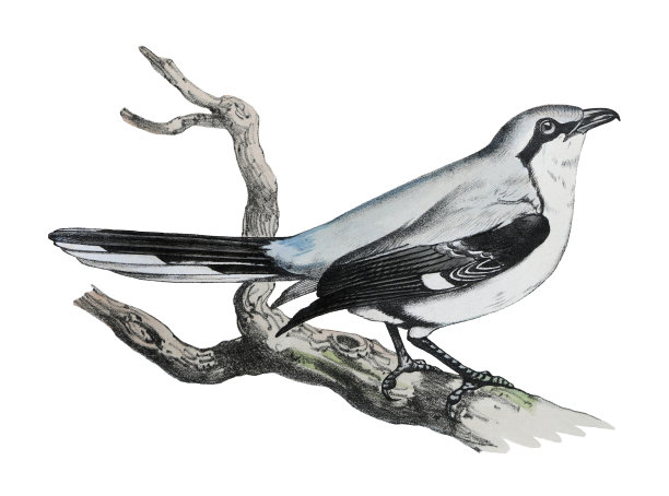 大灰伯劳鸟(长尾伯劳鸟)——白色背景上的老式彩色插图图片下载