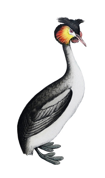大冠grebe (Podiceps cristatus) -老式彩色插图孤立的白色背景图片下载