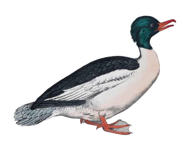 普通秋沙鸭或秋沙鸭(秋沙鸭)-在白色背景上孤立的老式彩色插图图片下载