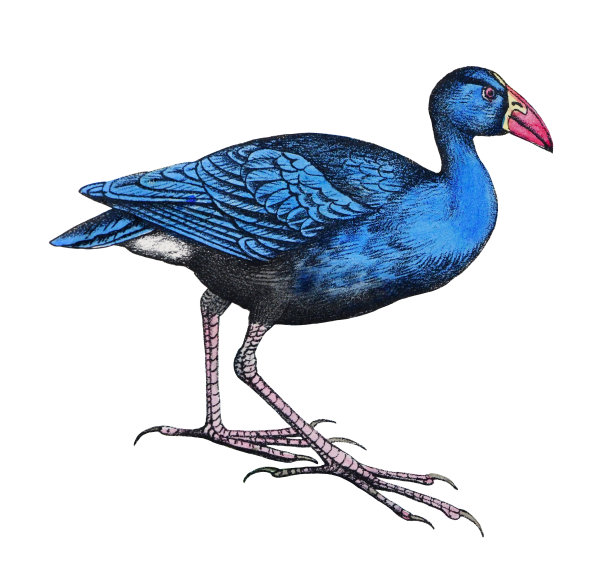 西部沼泽鸟或苏丹鸟(Porphyrio Porphyrio) -白色背景上孤立的老式彩色插图图片下载