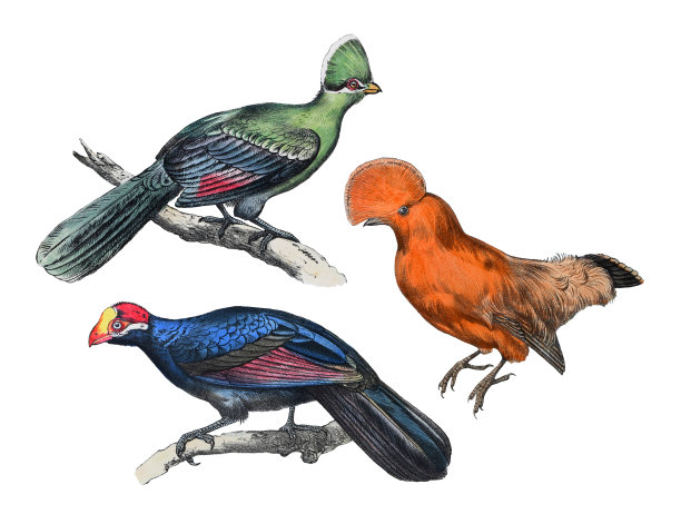 几内亚土拉科(Tauraco persa)，圭亚那岩石公鸡(Rupicola Rupicola)和紫罗兰土拉科或紫罗兰色大蕉(Musophaga violacea)——白色背景上孤立的老式彩色插图图片下载