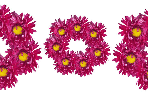 白色背景上的红色紫菀花拼贴画图片下载