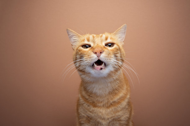 黄橙相间的虎斑猫直直地盯着镜头图片下载