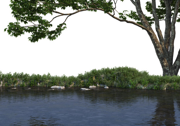 在白色背景上3d渲染前景分支图片下载