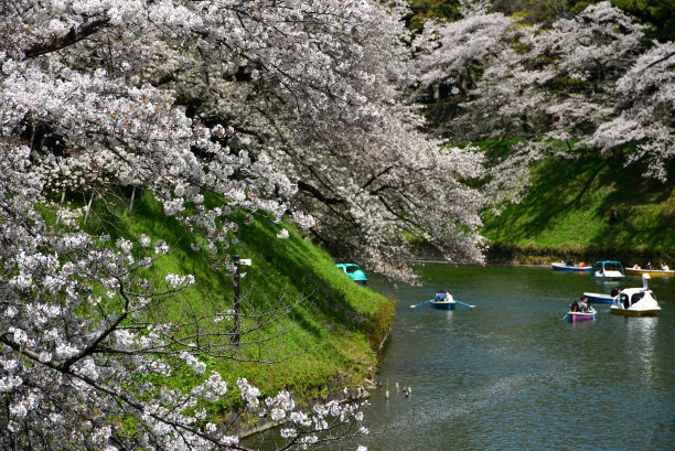 樱花盛开了图片下载